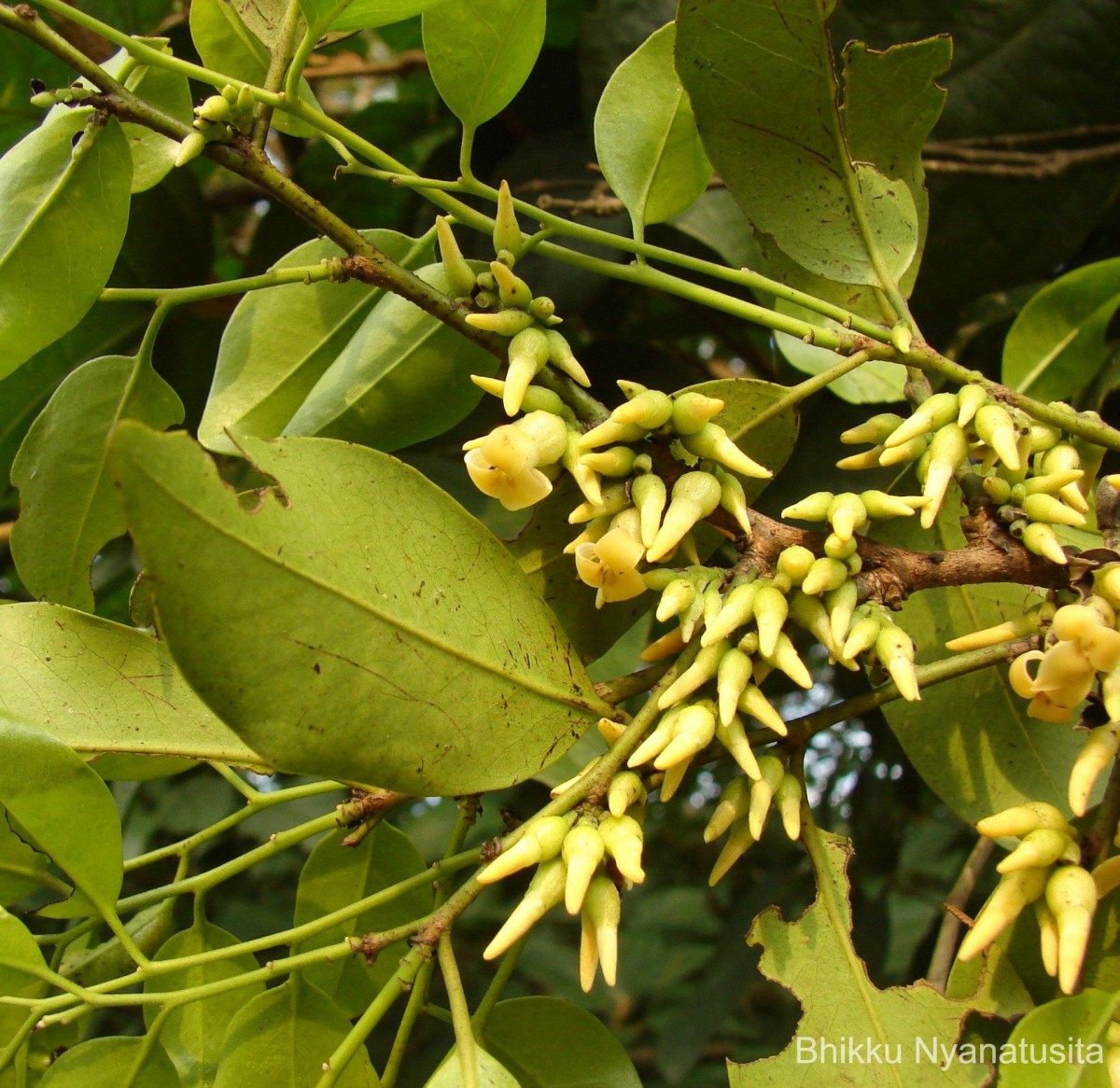 Diospyros oocarpa Thwaites